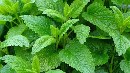 Plant Feature! Lemon Balm Uses & Benefits